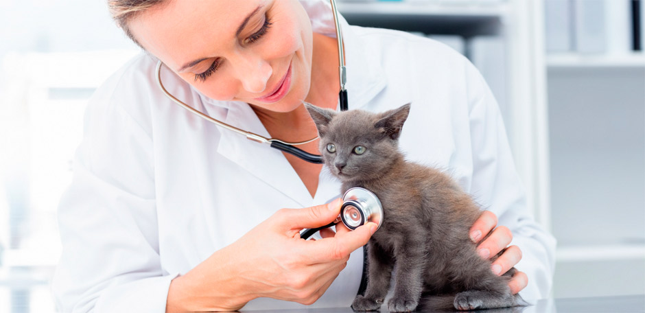 Online Doctor